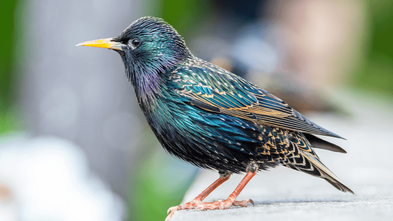 birds-across-europe-flee-sooner-when-a-woman-approaches-than-a-man-and-scientists-have-no-idea-why-768x432-1