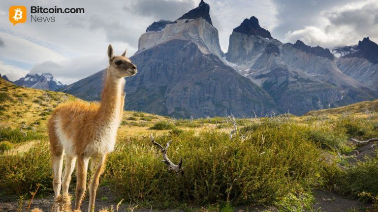 llama-768x432-1