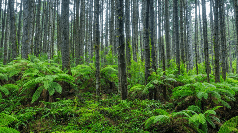 scientists-stumbled-back-onto-a-forest-experiment-abandoned-for-30-years-and-the-results-stunned-them-768x432-1