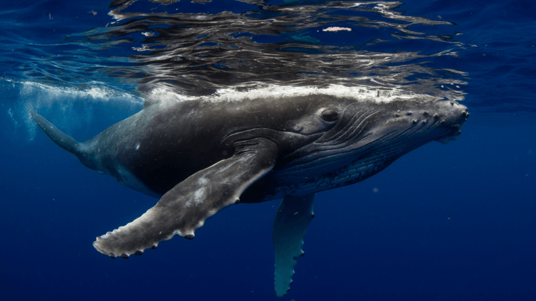 whalersss-768x432-1